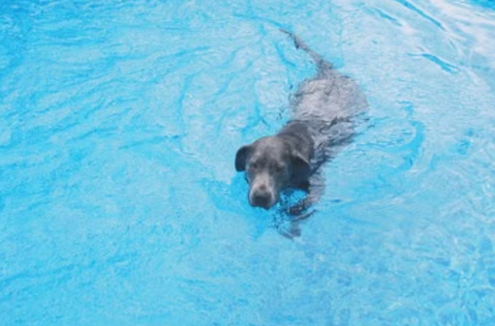 Clark Community Pool Opens to Dogs Next Tuesday