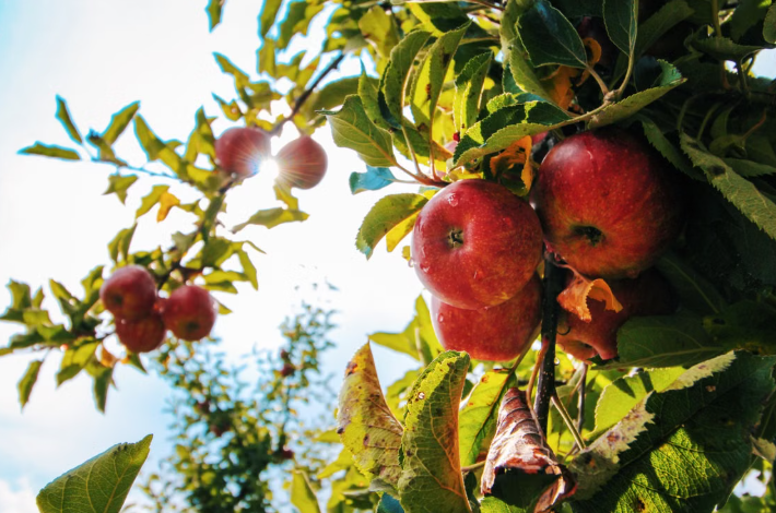 Clark Kindergarten Explores Apples Through Reading, Virtual Field Trip, and Taste Test