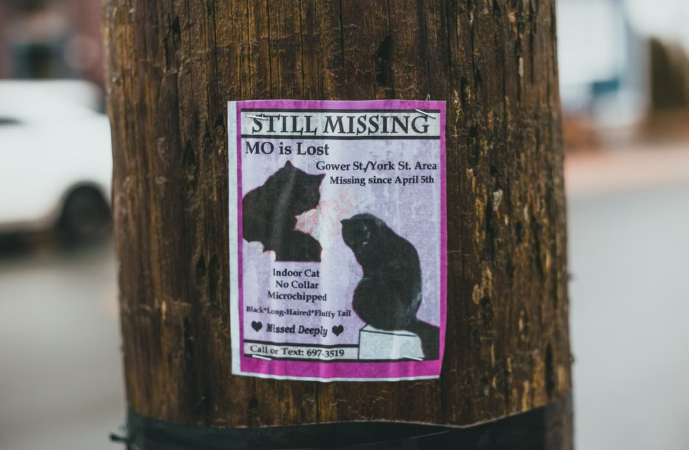 Have You Seen Roger? Cat Missing From Westfield Home