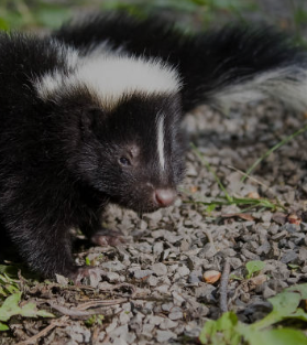 Skunk Tested Positive for Rabies in Clark