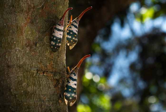 What the New Spotted Lanternfly Quarantine Means for You