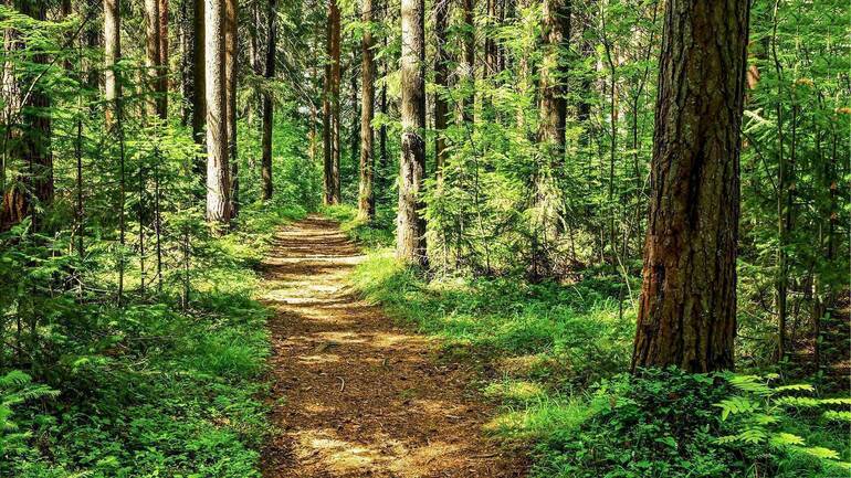 Watchung Reservation Trails Closed After Storm Damage