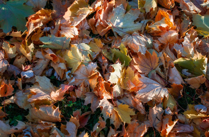 Scotch Plains Leaf Pickup Schedule and Rules