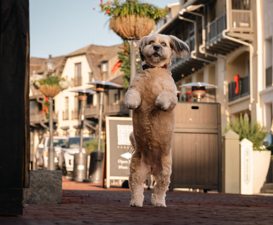 Boulevard Veterinary Clinic Pet of the Week: Duncan