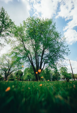 Berkeley Heights Dedicates Memorial Tree to 9/11 Victim Scott Hazelcorn Ahead of 25th Anniversary