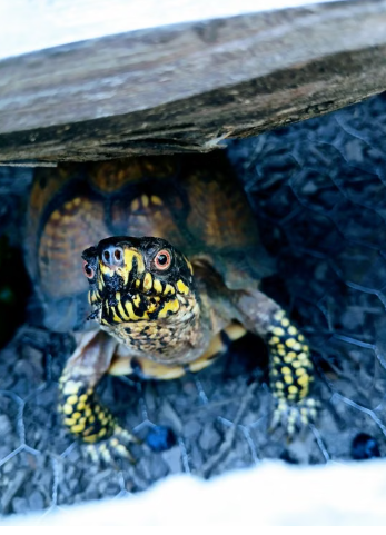 Box Turtle Update!