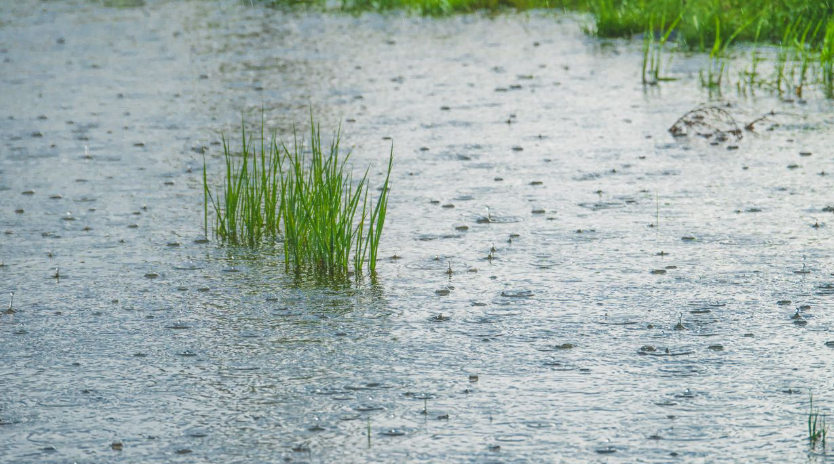 Scotch Plains Launches Rain Garden Initiative to Manage Stormwater