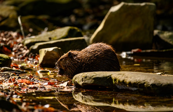 Human-Built Beaver Dams Help Restore Struggling Streams and Local Ecosystems