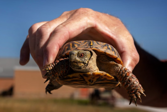 Found a Box Turtle? Public Advisory on Illegal Dumping and Recovery Efforts