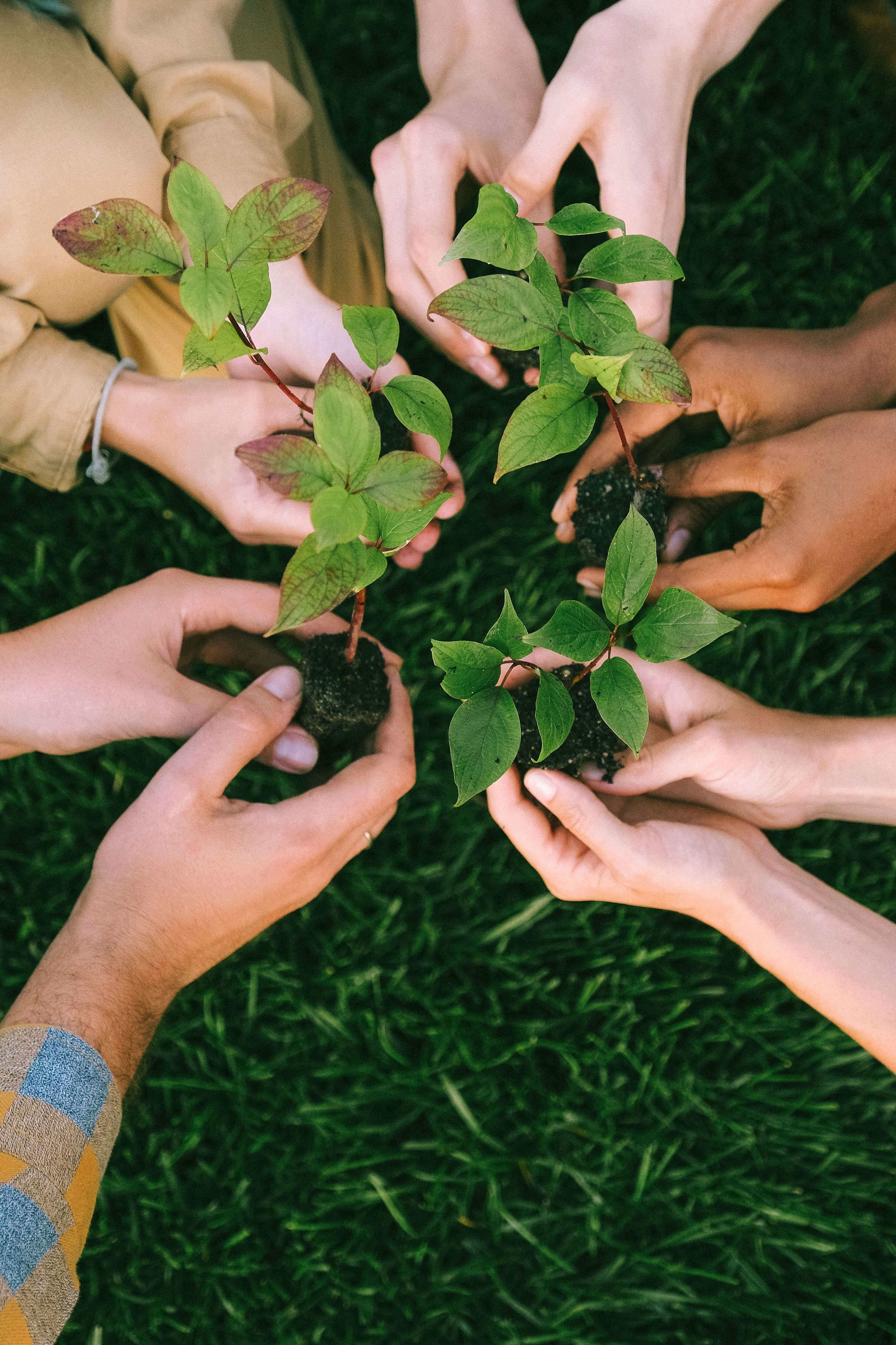 Cranford Wins County Fruit Tree Grant — 3 Sites Planted