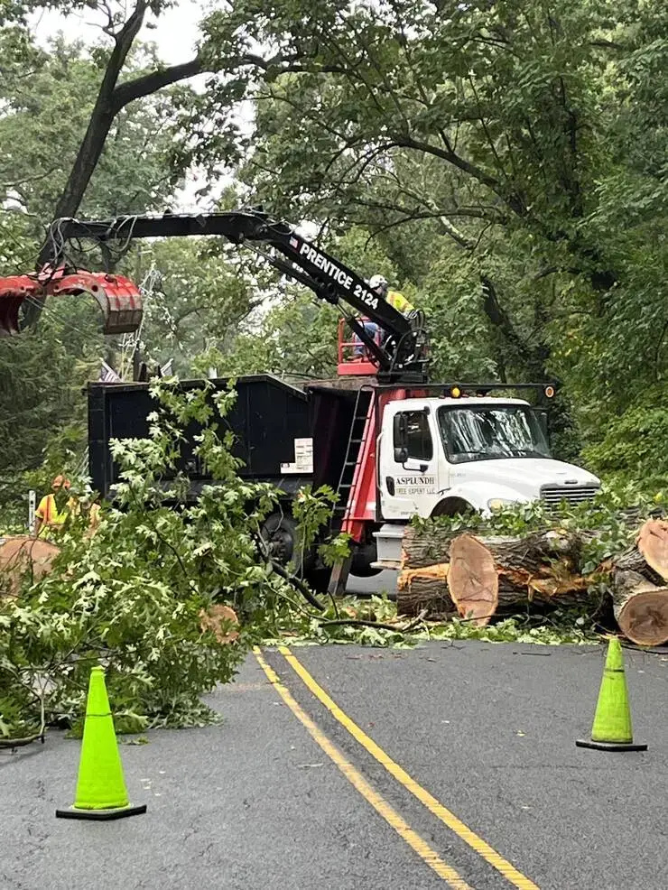 Coles Avenue Closed in Mountainside After Tree Falls