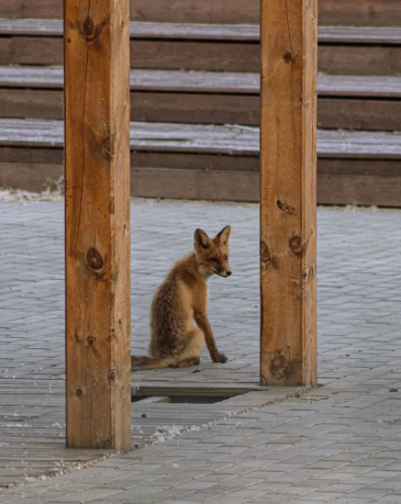 Disquieting Encounter: Westfield Resident Says a Fox Followed Her for Blocks