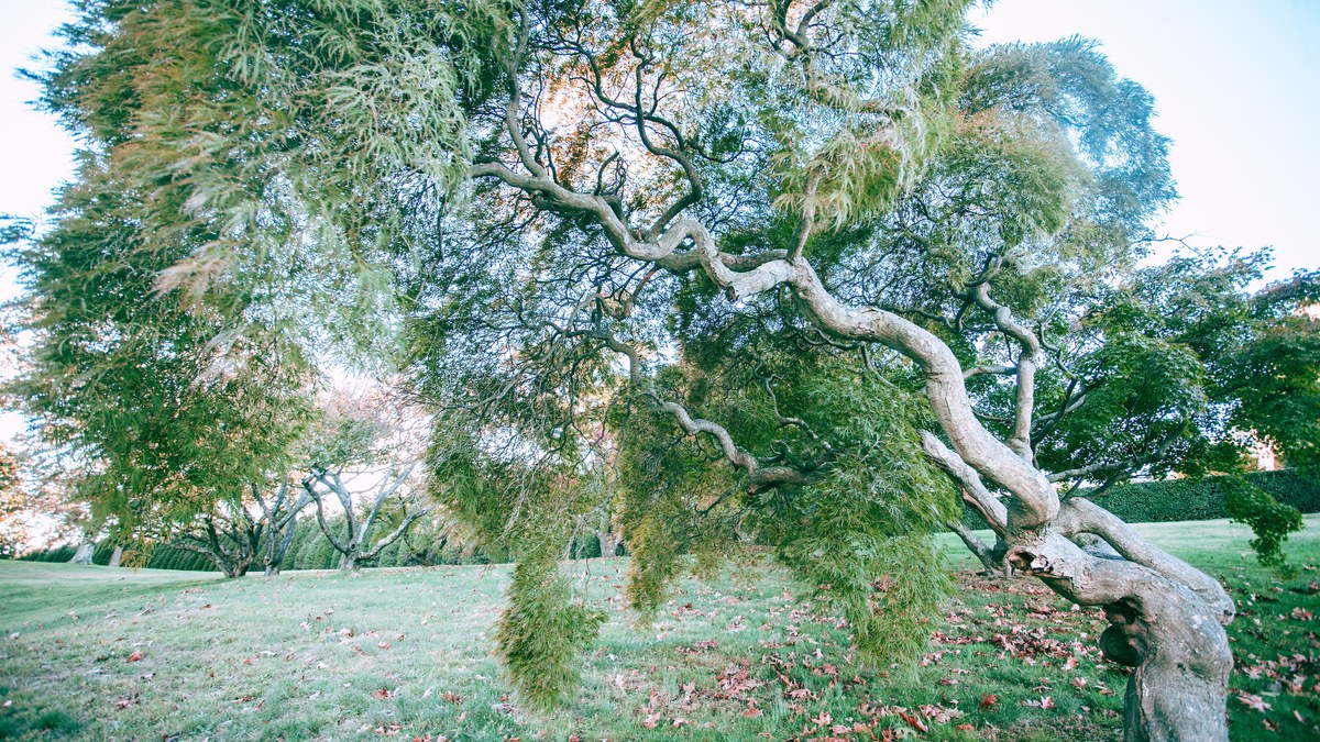 Westfield's Fairview Cemetery Hosts Historic Tree Lecture Oct. 25