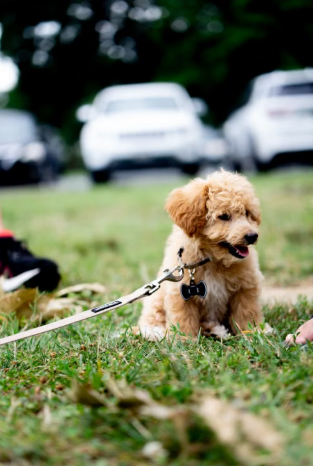 Roselle Celebrates 4th Annual Doggy Day Pawrade & Family Fun