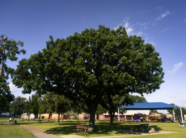 Roselle Park Seeks Residents to Request Shade Trees in 125-Tree Initiative
