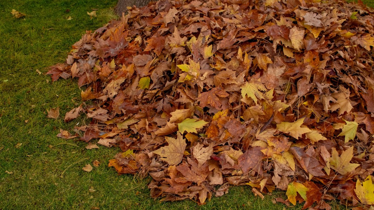 Leaf Collection Section 5 in Berkeley Heights, NJ — October 23, 2026