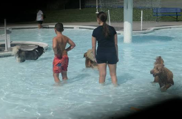Dog Swim Event at Clark Pool